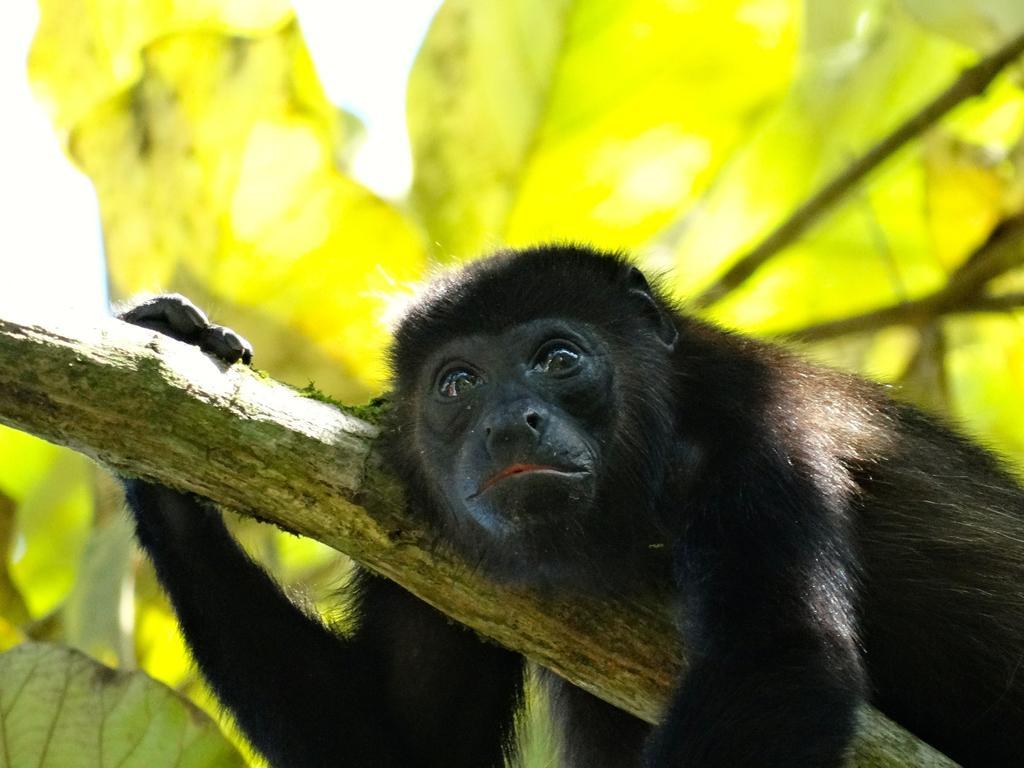 Green Corner カウイータ エクステリア 写真